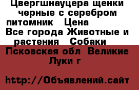 Цвергшнауцера щенки черные с серебром питомник › Цена ­ 30 000 - Все города Животные и растения » Собаки   . Псковская обл.,Великие Луки г.